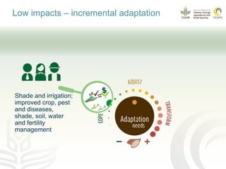 Climate smart cocoa value chains