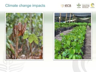 Climate change impacts
 