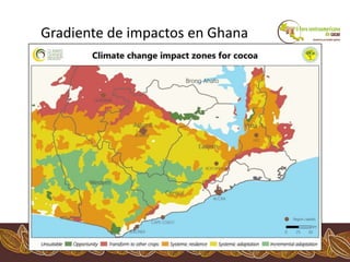 Los impactos del cambio climático al cacao en Centro América