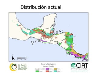 Los impactos del cambio climático al cacao en Centro América