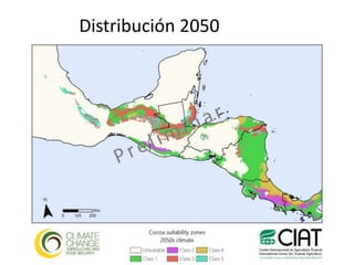 Los impactos del cambio climático al cacao en Centro América