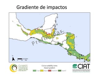 Los impactos del cambio climático al cacao en Centro América