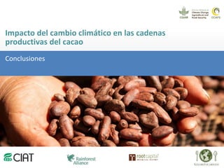 Los impactos del cambio climático al cacao en Centro América