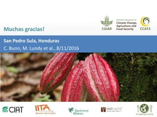 Los impactos del cambio climático al cacao en Centro América