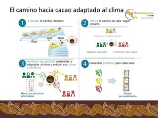 Los impactos del cambio climático al cacao en Centro América