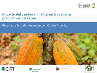 Los impactos del cambio climático al cacao en Centro América