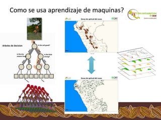 Los impactos del cambio climático al cacao en Centro América
