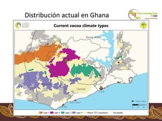 Los impactos del cambio climático al cacao en Centro América