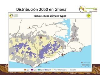 Los impactos del cambio climático al cacao en Centro América