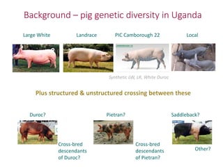 Uganda pig genetics