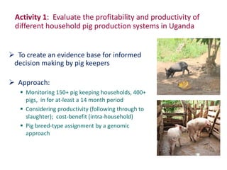 Uganda pig genetics