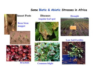Ciat overview  wecabren sc, nov 2010 [compatibility mode]