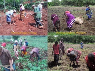 CIAT in Tanzania progress report