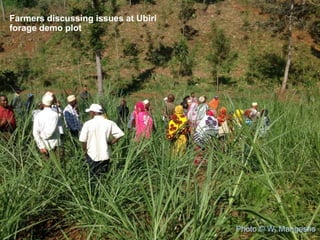 CIAT in Tanzania progress report