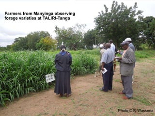 CIAT in Tanzania progress report