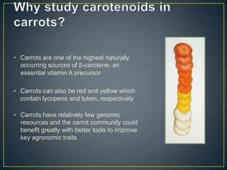 Getting to the root of domestication traits in carrot (Daucus carota L.) 
