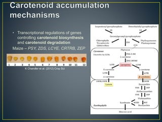 Getting to the root of domestication traits in carrot (Daucus carota L.) 