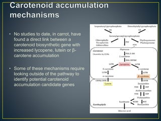 Getting to the root of domestication traits in carrot (Daucus carota L.) 