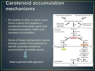 Getting to the root of domestication traits in carrot (Daucus carota L.) 