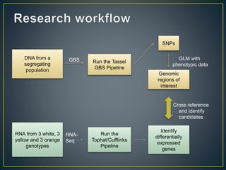 Getting to the root of domestication traits in carrot (Daucus carota L.) 