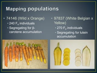 Getting to the root of domestication traits in carrot (Daucus carota L.) 