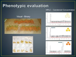 Getting to the root of domestication traits in carrot (Daucus carota L.) 