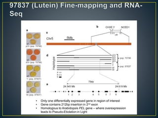 Getting to the root of domestication traits in carrot (Daucus carota L.) 