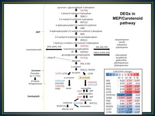 Getting to the root of domestication traits in carrot (Daucus carota L.) 