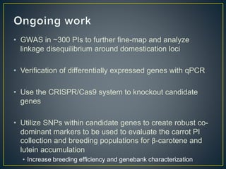 Getting to the root of domestication traits in carrot (Daucus carota L.) 