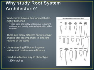 Getting to the root of domestication traits in carrot (Daucus carota L.) 