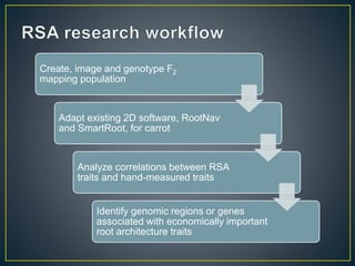 Getting to the root of domestication traits in carrot (Daucus carota L.) 