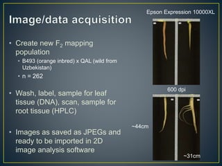 Getting to the root of domestication traits in carrot (Daucus carota L.) 