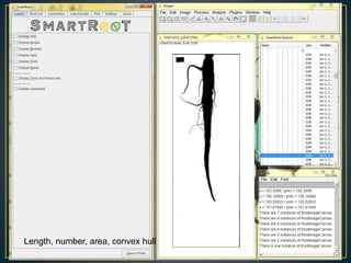 Getting to the root of domestication traits in carrot (Daucus carota L.) 