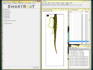 Getting to the root of domestication traits in carrot (Daucus carota L.) 