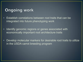 Getting to the root of domestication traits in carrot (Daucus carota L.) 