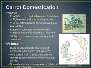 Getting to the root of domestication traits in carrot (Daucus carota L.) 