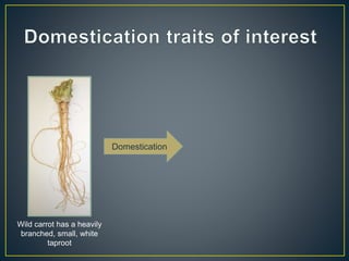 Getting to the root of domestication traits in carrot (Daucus carota L.) 