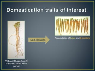 Getting to the root of domestication traits in carrot (Daucus carota L.) 