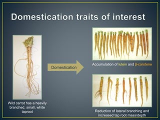 Getting to the root of domestication traits in carrot (Daucus carota L.) 