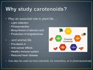 Getting to the root of domestication traits in carrot (Daucus carota L.) 
