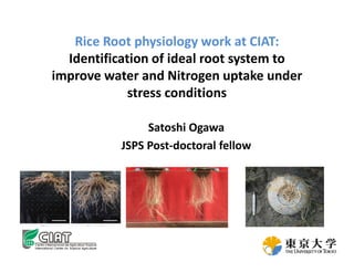 Rice Root physiology work at CIAT:
Identification of ideal root system to
improve water and Nitrogen uptake under
stress conditions
Satoshi Ogawa
JSPS Post-doctoral fellow
 