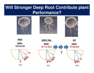 Rice Root physiology work at CIAT: Identification of ideal root system to improve water and Nitrogen uptake under stress conditions