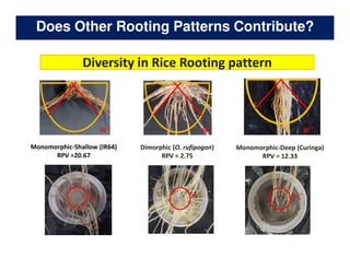 Rice Root physiology work at CIAT: Identification of ideal root system to improve water and Nitrogen uptake under stress conditions