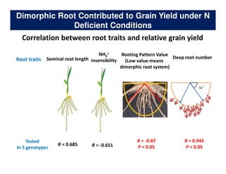 Rice Root physiology work at CIAT: Identification of ideal root system to improve water and Nitrogen uptake under stress conditions