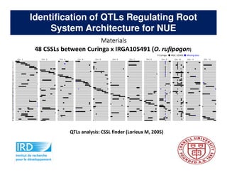 Rice Root physiology work at CIAT: Identification of ideal root system to improve water and Nitrogen uptake under stress conditions