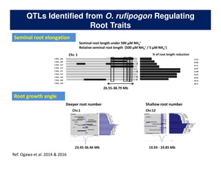 Rice Root physiology work at CIAT: Identification of ideal root system to improve water and Nitrogen uptake under stress conditions