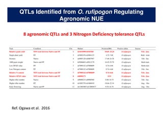Rice Root physiology work at CIAT: Identification of ideal root system to improve water and Nitrogen uptake under stress conditions