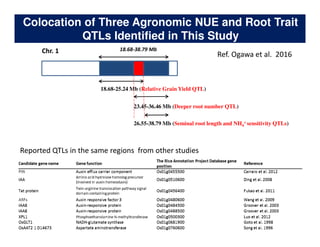 Rice Root physiology work at CIAT: Identification of ideal root system to improve water and Nitrogen uptake under stress conditions