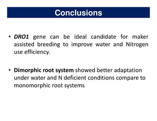 Rice Root physiology work at CIAT: Identification of ideal root system to improve water and Nitrogen uptake under stress conditions