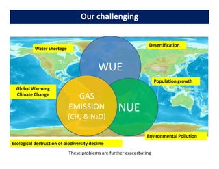 Rice Root physiology work at CIAT: Identification of ideal root system to improve water and Nitrogen uptake under stress conditions